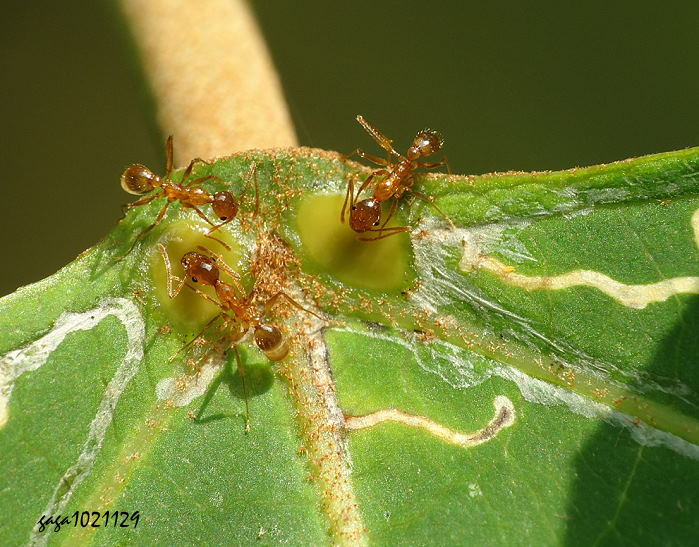 jYa Pheidole sp. 
