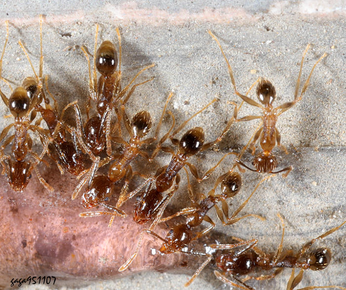 jYa  Pheidole  sp. 