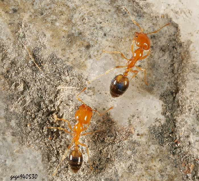 Monomorium destructor 