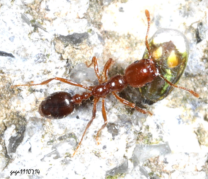 a Monomorium  sp.  