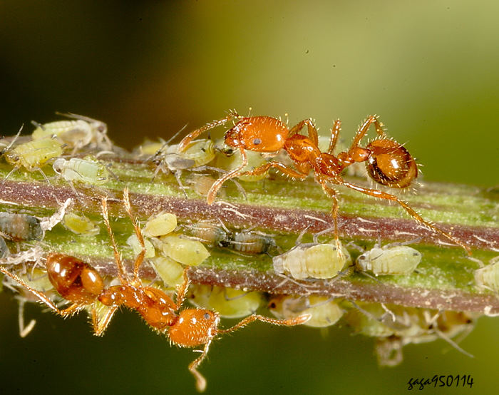  Pheidole ernsti 