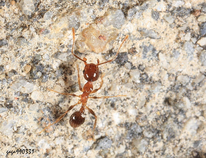 Pheidole megacephala 