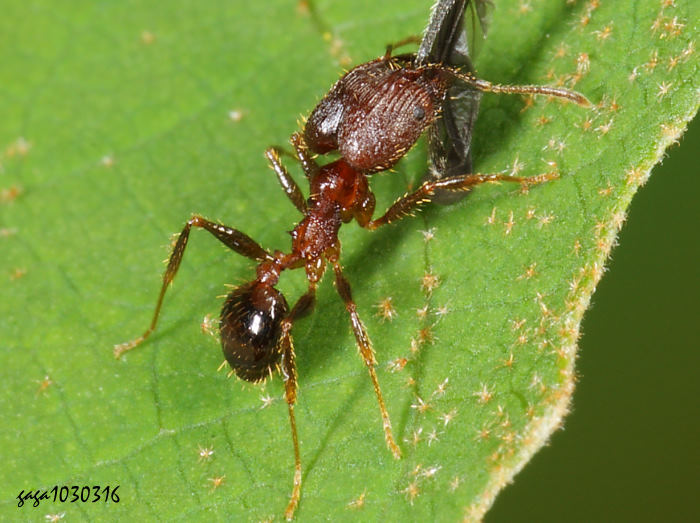 Pheidole indica