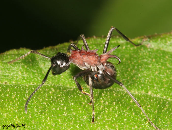 Polyrhachis lamellidens 