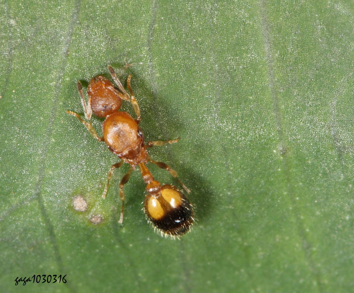 ݮa Temnothorax  sp.