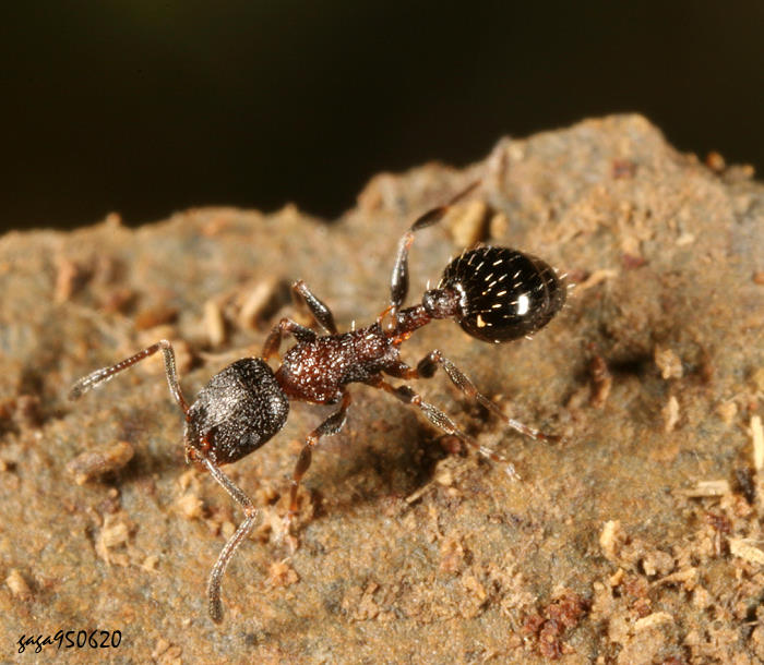 a Myrmica sp. 