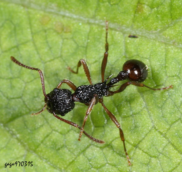 Myrmica arisana 