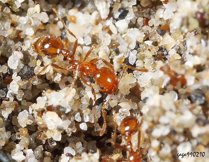  Solenopsis tipuna 