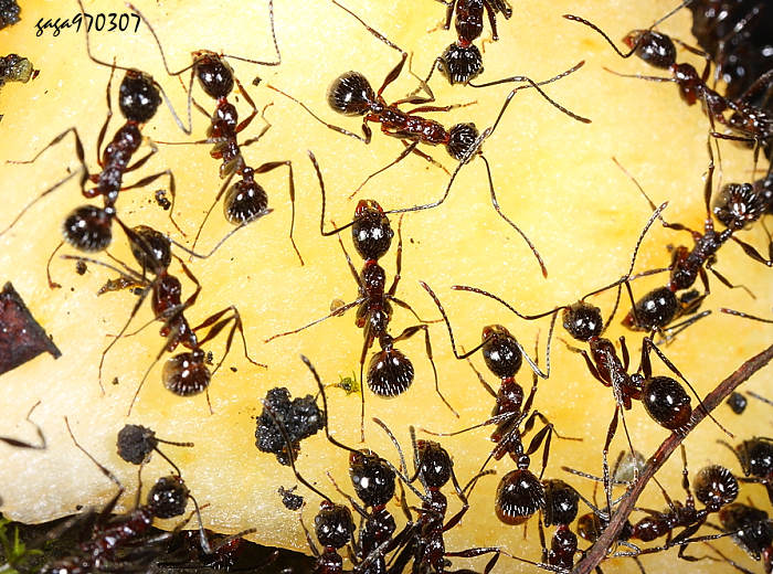 }a Aphaenogaster sp.  