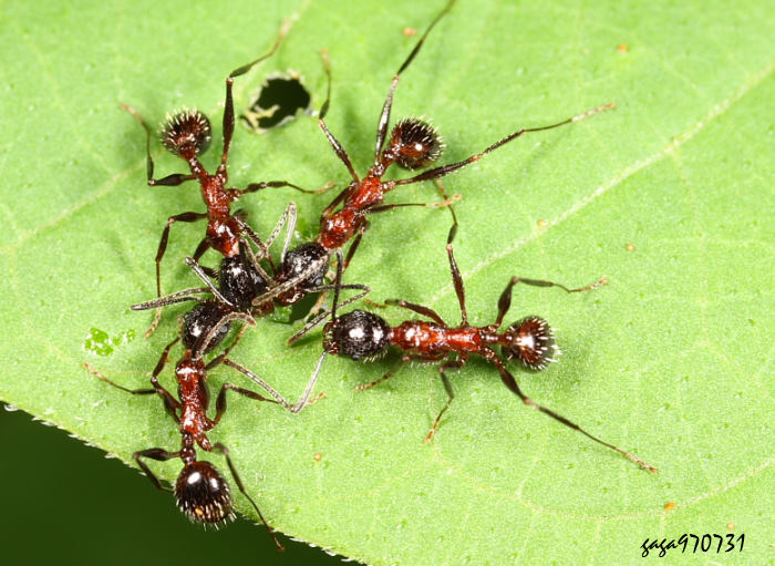 }a Aphaenogaster sp.