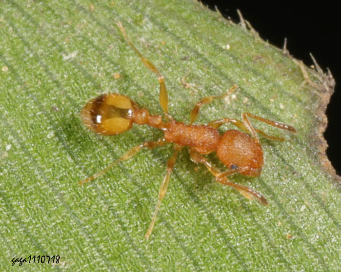 ݮa Temnothorax sp.