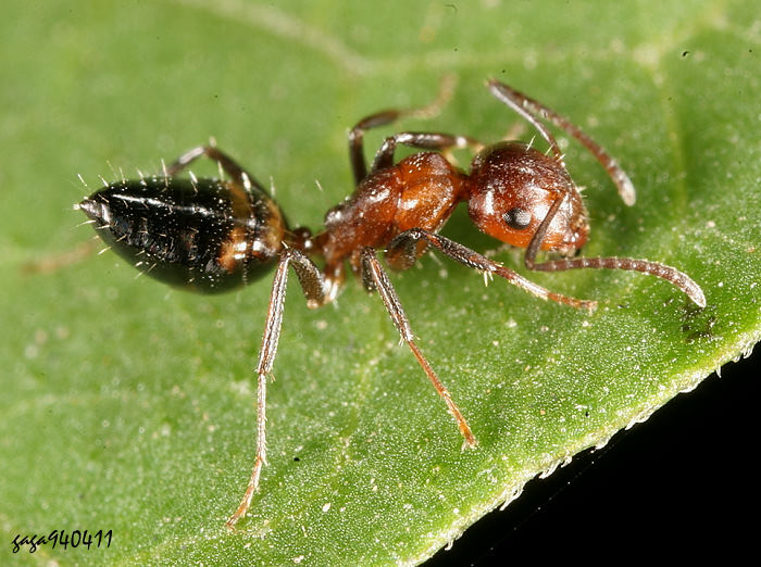 | Crematogaster sp. 