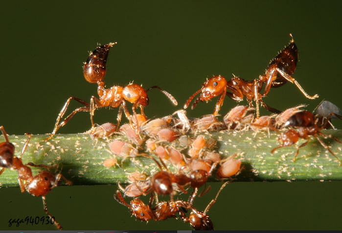 Crematogaster schimmeri 
