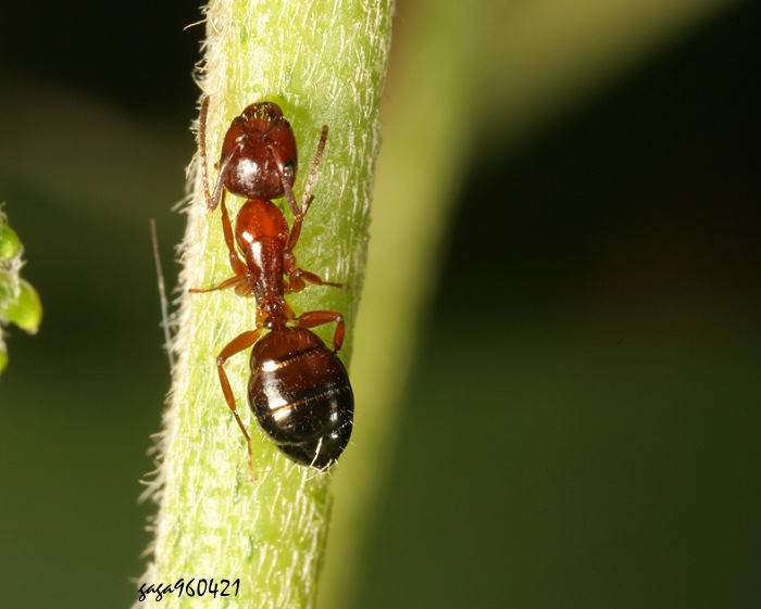 s Camponotus  sp.