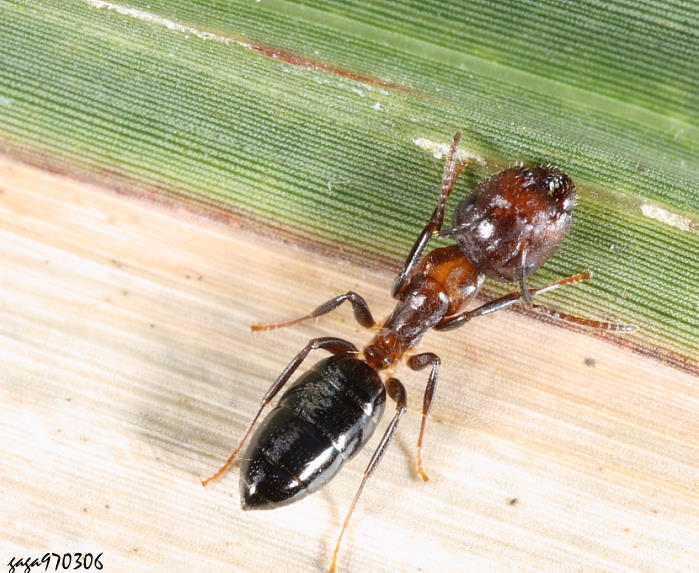 s Camponotus sp.