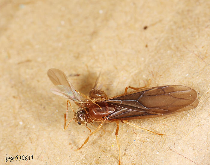 s Pseudolasius sp.