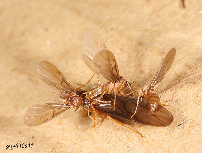 s Pseudolasius sp.