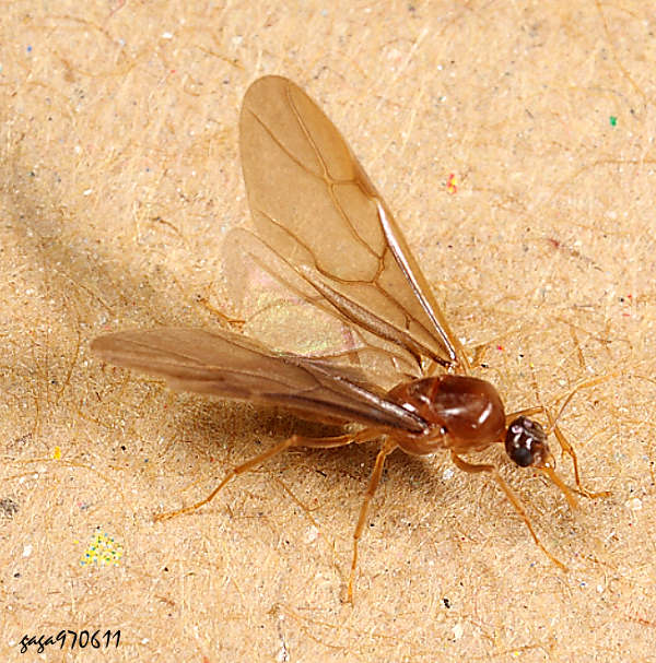 s Pseudolasius sp.