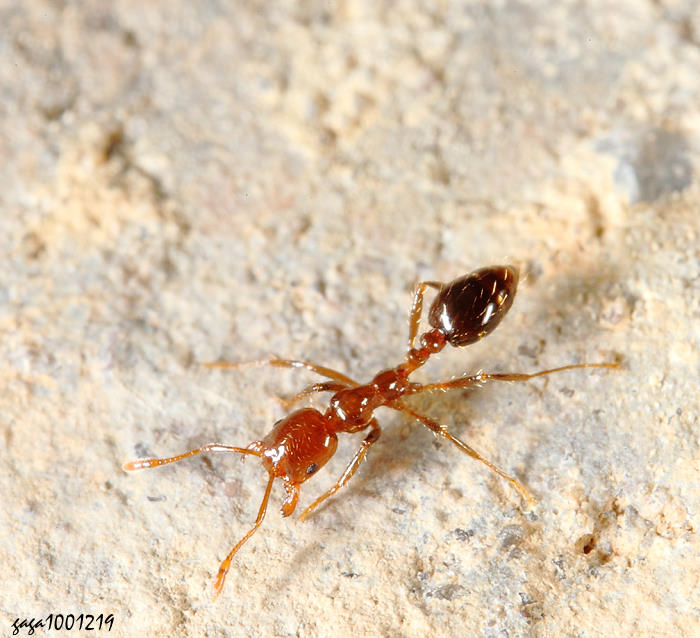Solenopsis invicta 