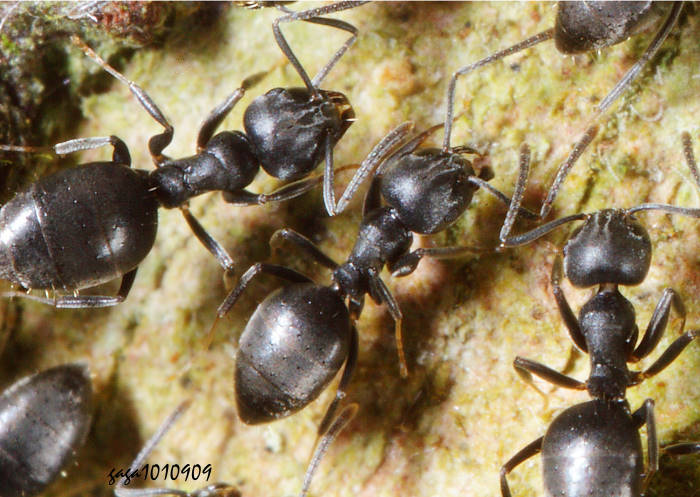 Technomyrmex brunneus