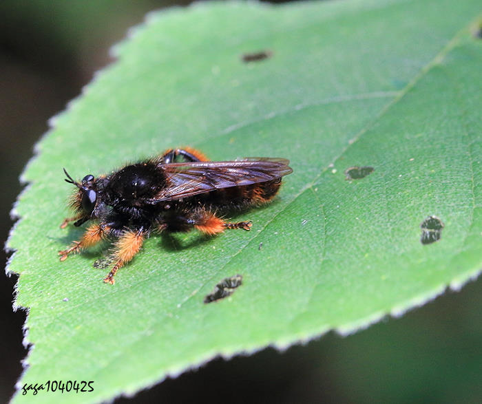 έj Laphria  sp.