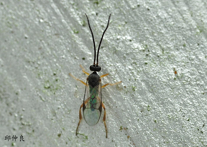 渿Lõ Cotesia vestalis 