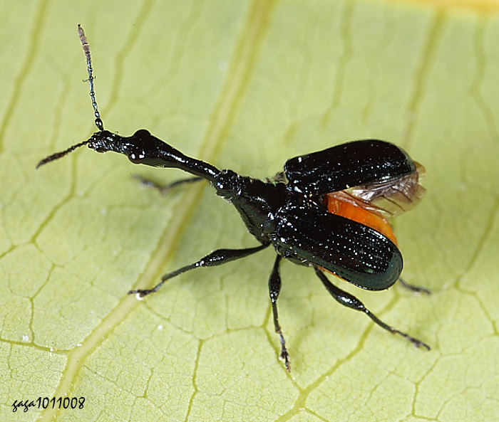 Cycnotrachelus cyanopterus