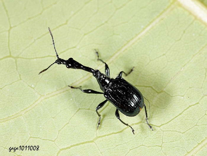 Cycnotrachelus cyanopterus