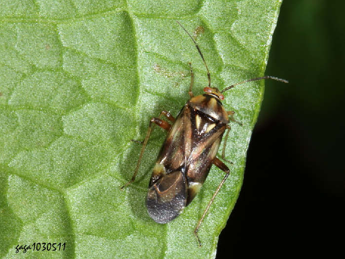 Orthops sp.