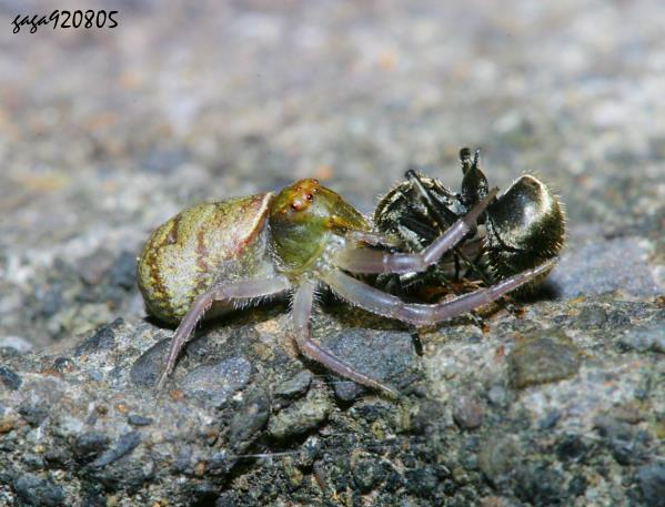 Alcimochthes meridionalis
