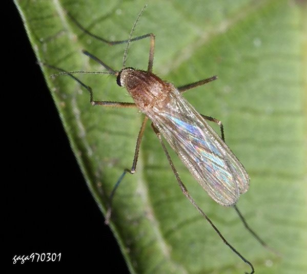 aA Culex sp.