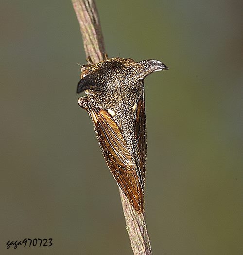 T먤 Tricentrus  sp.   