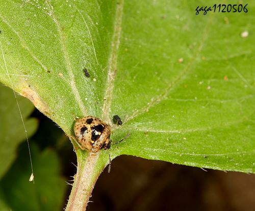 Eysarcoris guttiger