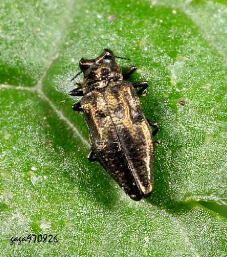  Endelus opacipennis aeneopacus 