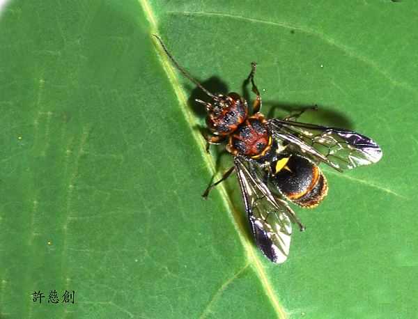 _ Taeniogonalos  sp. 