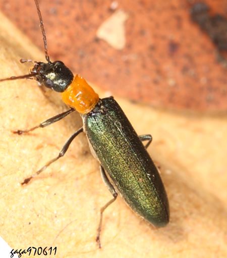 Nacerdes sp.     