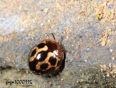 yB Derispia sp.