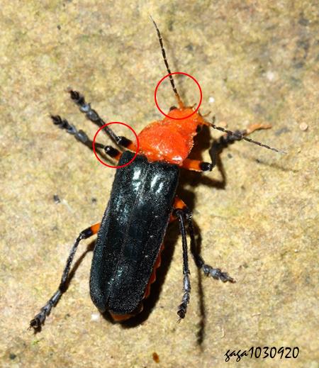  Themus impressipennis  