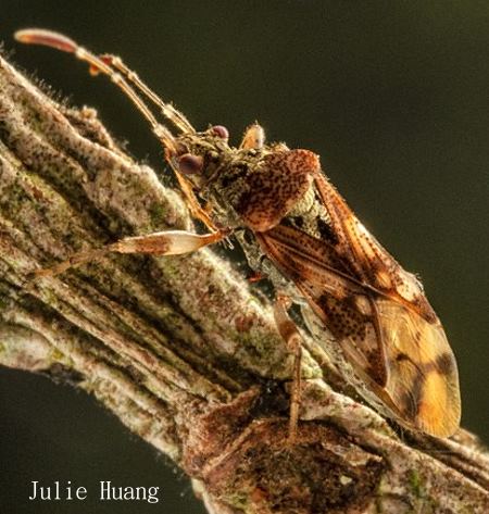 Bryanellocoris orientalis
