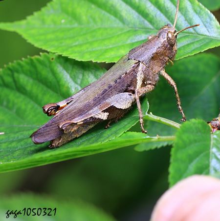  Xenocatantops brachycerus