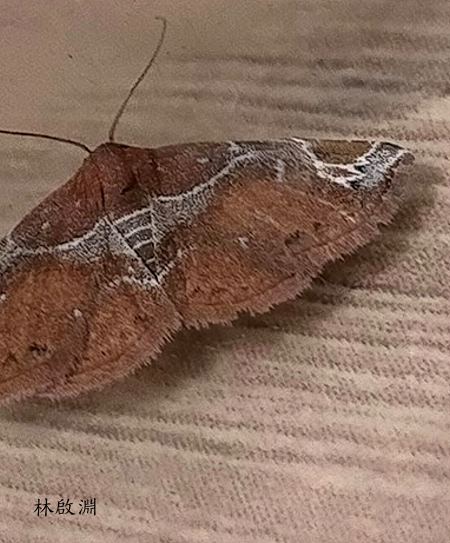 Zurobata manabei