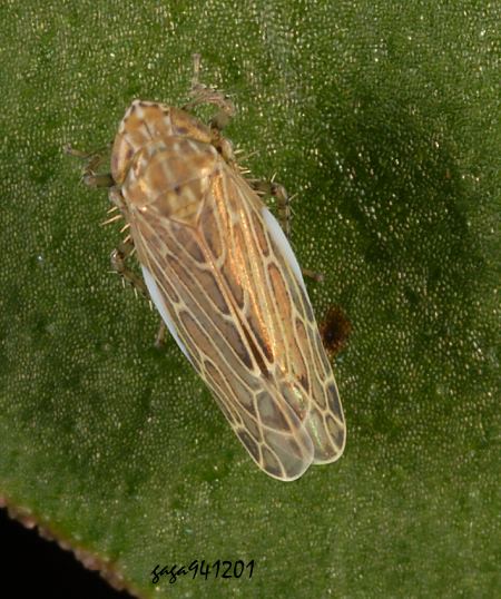角頂葉蟬亞科 Deltocephalinae 