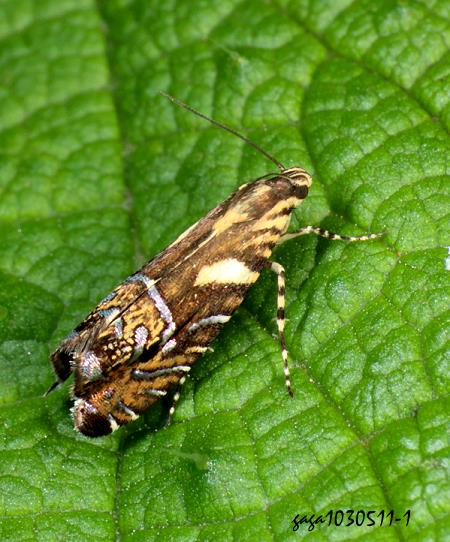 Glyphipterix lunaris