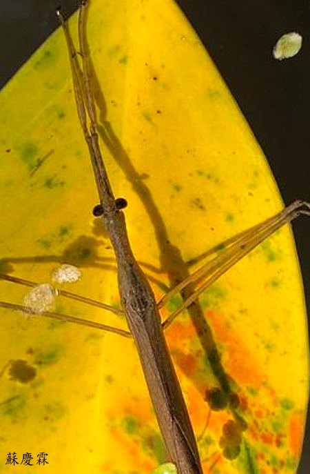  Ranatra incisa