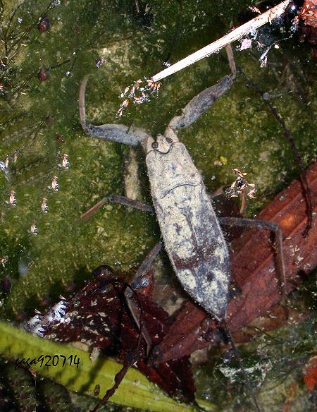 Laccotrephes grossus 