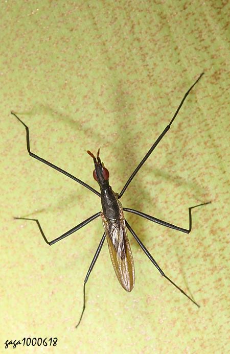 }Gymnonerius  sp.