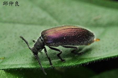 Cerogria odontocera