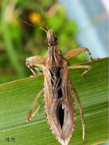 ´y϶HOncocephalus assimilis