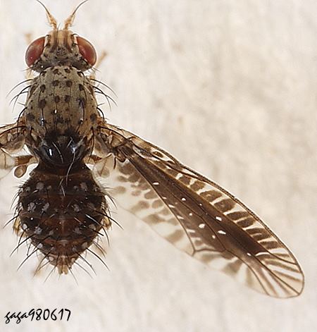 花翅實蠅亞科 Noeeta sp.