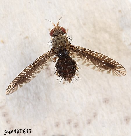 Noeeta sp.
